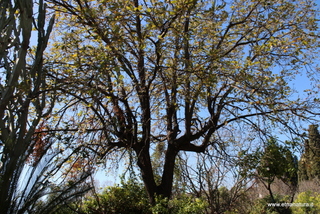 Querce sant Anna